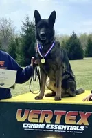 Sable male, a male German Shepherd Dog for sale in Coleta, IL – Photo 2 of 3