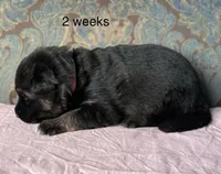Pink Collar girl, a female German Shepherd Dog for sale in Coleta, IL – 3 of 5