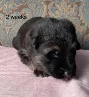 Pink Collar girl, a female German Shepherd Dog for sale in Coleta, IL – 4 of 5