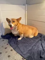 Fairy, a female Cardigan Welsh Corgi and Pembroke Welsh Corgi for sale in Coleta, IL – Photo 2 of 2