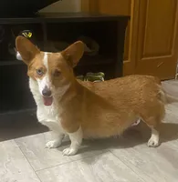 Fairy, a female Cardigan Welsh Corgi and Pembroke Welsh Corgi for sale in Coleta, IL – Photo 1 of 2