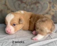 Grey collar red merle male, a male Cardigan Welsh Corgi and Pembroke Welsh Corgi for sale in Coleta, IL – Photo 8 of 8