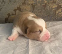 Grey collar red merle male, a male Cardigan Welsh Corgi and Pembroke Welsh Corgi for sale in Coleta, IL – Photo 2 of 8