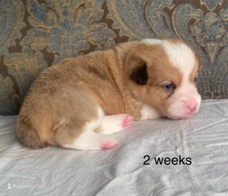 Grey collar red merle male