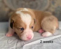 Grey collar red merle male, a male Cardigan Welsh Corgi and Pembroke Welsh Corgi for sale in Coleta, IL – Photo 4 of 8