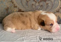 Grey collar red merle male, a male Cardigan Welsh Corgi and Pembroke Welsh Corgi for sale in Coleta, IL – Photo 5 of 8