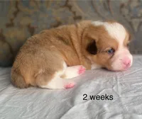 Grey collar red merle male, a male Cardigan Welsh Corgi and Pembroke Welsh Corgi for sale in Coleta, IL – Photo 7 of 8