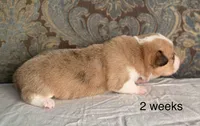 Grey collar red merle male, a male Cardigan Welsh Corgi and Pembroke Welsh Corgi for sale in Coleta, IL – Photo 3 of 8