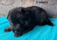 Teal collar male, a male German Shepherd Dog for sale in Coleta, IL – 2 of 3
