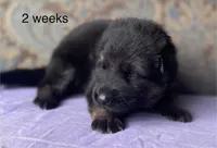 Purple collar girl, a female German Shepherd Dog for sale in Coleta, IL – 3 of 4
