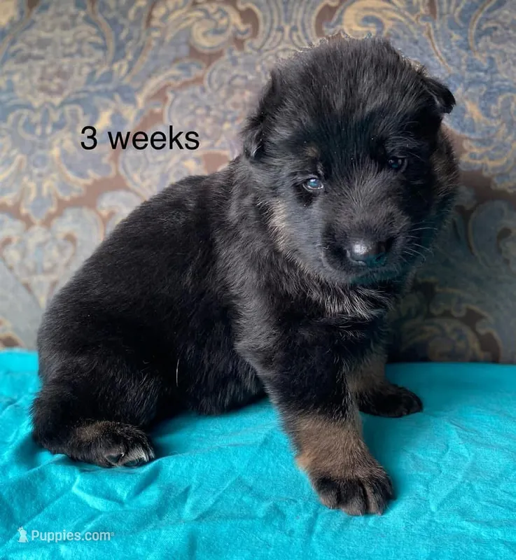 Teal collar male – German Shepherd Dog puppy for sale in Coleta, IL