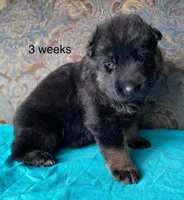 Teal collar male, a male German Shepherd Dog for sale in Coleta, IL – 1 of 3