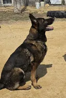 Black and tan male, a male German Shepherd Dog for sale in Coleta, IL – Photo 3 of 3