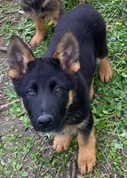 Black and tan male, a male German Shepherd Dog for sale in Coleta, IL – Photo 1 of 3