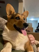 Cooper, a male Pembroke Welsh Corgi for sale in Coleta, IL – Photo 2 of 9