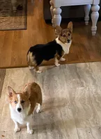 Cooper, a male Pembroke Welsh Corgi for sale in Coleta, IL – Photo 3 of 9