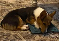 Cooper, a male Pembroke Welsh Corgi for sale in Coleta, IL – Photo 1 of 9