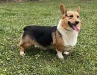 Cooper, a male Pembroke Welsh Corgi for sale in Coleta, IL – Photo 9 of 9