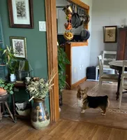 Cooper, a male Pembroke Welsh Corgi for sale in Coleta, IL – Photo 4 of 9