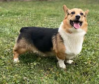 Cooper, a male Pembroke Welsh Corgi for sale in Coleta, IL – Photo 6 of 9