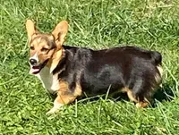 Cooper, a male Pembroke Welsh Corgi for sale in Coleta, IL – Photo 7 of 9