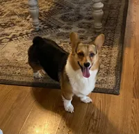 Cooper, a male Pembroke Welsh Corgi for sale in Coleta, IL – Photo 5 of 9