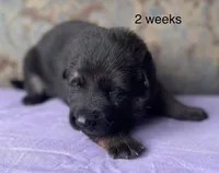 Purple collar girl, a female German Shepherd Dog for sale in Coleta, IL – 2 of 4