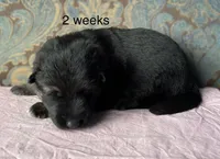 Pink Collar girl, a female German Shepherd Dog for sale in Coleta, IL – 2 of 5