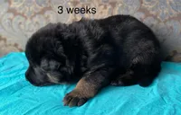Teal collar male, a male German Shepherd Dog for sale in Coleta, IL – 3 of 3