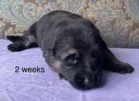 Purple collar girl, a female German Shepherd Dog for sale in Coleta, IL – 4 of 4