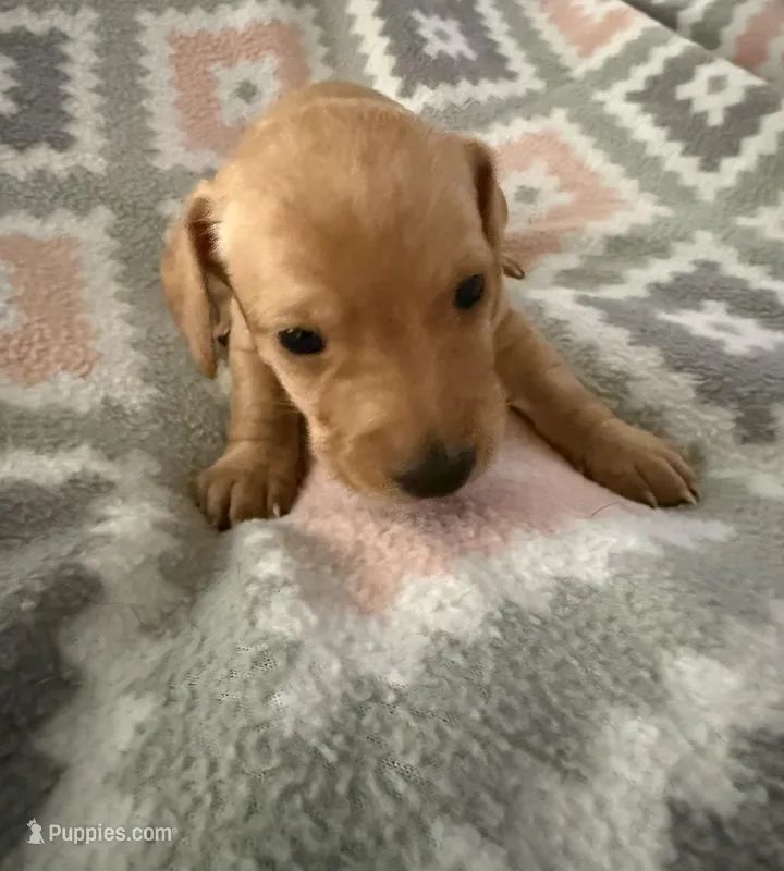 Teddy but to be determined by new parents  – Miniature Dachshund puppy for sale in Willow, AK