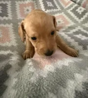 Teddy but to be determined by new parents , a male Miniature Dachshund for sale in Willow, AK – Photo 1 of 5