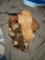 Teddy but to be determined by new parents , a male Miniature Dachshund for sale in Willow, AK – Photo 4 of 5