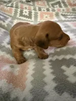 Bandit but to be determined by new parents , a male Miniature Dachshund for sale in Willow, AK – Photo 3 of 6