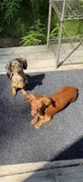 Bandit but to be determined by new parents , a male Miniature Dachshund for sale in Willow, AK – Photo 6 of 6