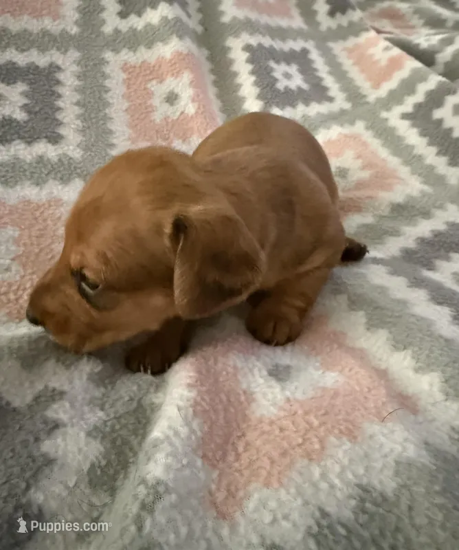 Bandit but to be determined by new parents  – Miniature Dachshund puppy for sale in Willow, AK