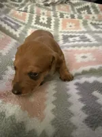 Bandit but to be determined by new parents , a male Miniature Dachshund for sale in Willow, AK – Photo 2 of 6