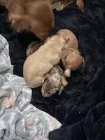 Bandit but to be determined by new parents , a male Miniature Dachshund for sale in Willow, AK – Photo 4 of 6