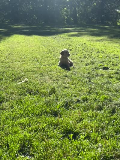 Green collar  Boy, a male Goldendoodle for sale in Lapeer, MI – 4 of 6