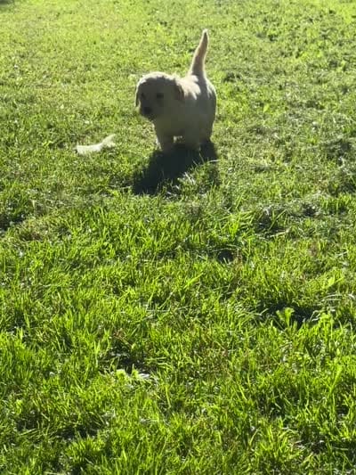 Pink collar girl, a female Goldendoodle for sale in Lapeer, MI – 7 of 7