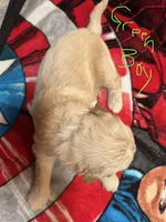 Green Boy, a male Goldendoodle for sale in Lapeer, MI – 2 of 2