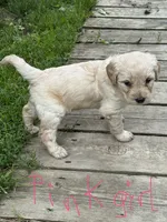 Pink collar girl, a female Goldendoodle for sale in Lapeer, MI – 2 of 7