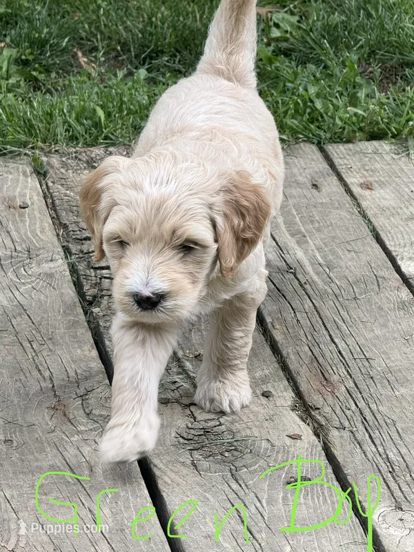 Green Boy – Goldendoodle puppy for sale in Lapeer, MI
