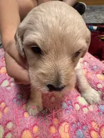 Pink girl, a female Goldendoodle for sale in Lapeer, MI – 2 of 2