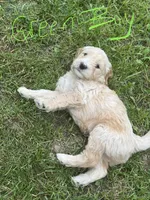 Green collar  Boy, a male Goldendoodle for sale in Lapeer, MI – 3 of 6