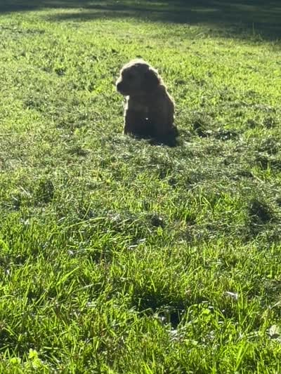 Red collar boy, a male Goldendoodle for sale in Lapeer, MI – 2 of 7