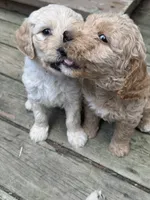 Green loving boy, a male Goldendoodle for sale in Lapeer, MI – 5 of 6