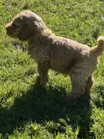 Red collar boy, a male Goldendoodle for sale in Lapeer, MI – 4 of 7