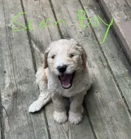 Green loving boy, a male Goldendoodle for sale in Lapeer, MI – 2 of 6