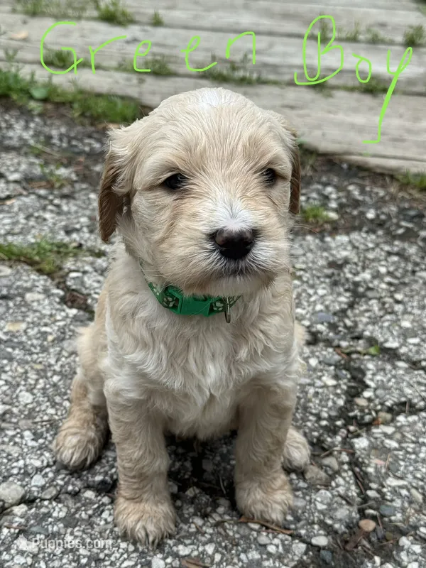 Green Boy – Goldendoodle puppy for sale in Lapeer, MI